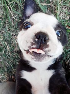 boston puppy