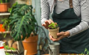 lady planting basil in a pot