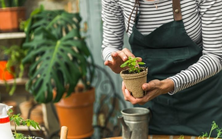 lady planting basil in a pot